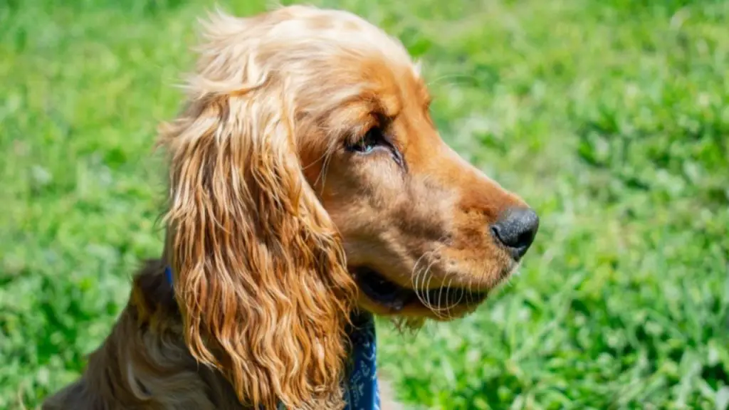 How To Keep A Cocker Spaniels Ears Clean Expert Tips