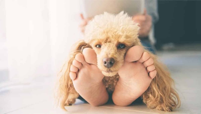 4 Main Causes Behind Why Does My Dog Lay At My Feet When I Poop: