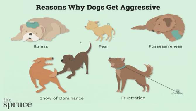 Dog Behavior Problems Aggression To Family Members