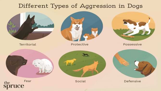 How Do You Prevent Your Dog To Aggressive Towards You