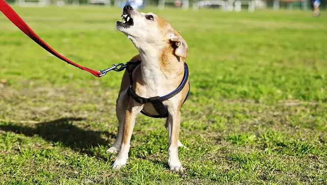How To Identify The Signs Of Dog Aggression