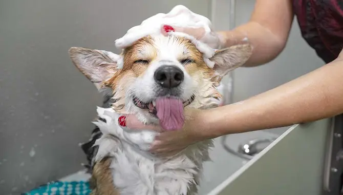 The Right Way To Bathe A Dog