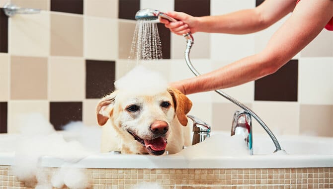 Tips For Keeping Your Pup In The Bathtub During Bath Time