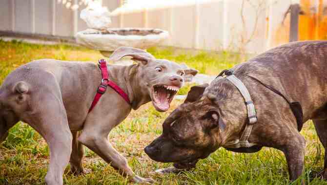 Top Reasons Why Dogs Become Aggressive