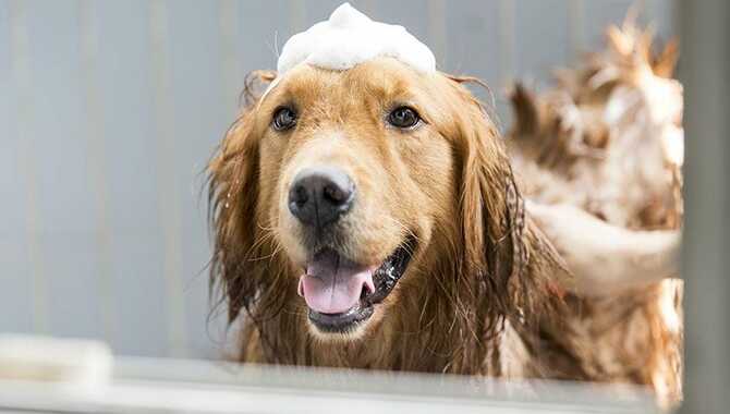 Ways To Keep The Dog Comfortable While Bathing