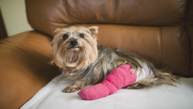 Your dog's Illness and Injury