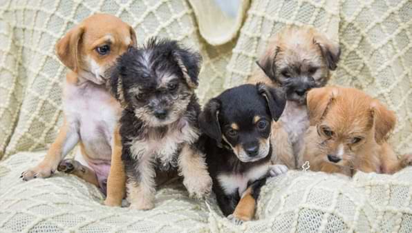 Adopting Puppies