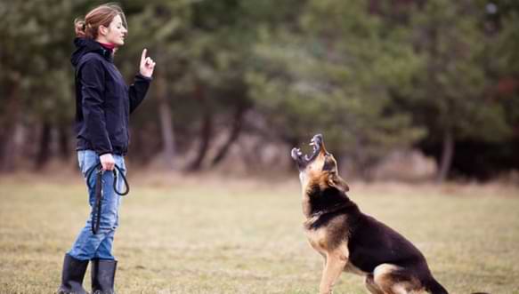 Are Your Pack Alpha Dog Behavior Issues