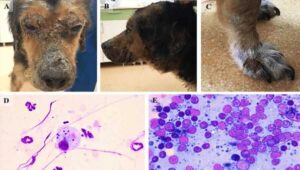 Carpal Laxity Syndrome Puppy - Causes & Ways To Help