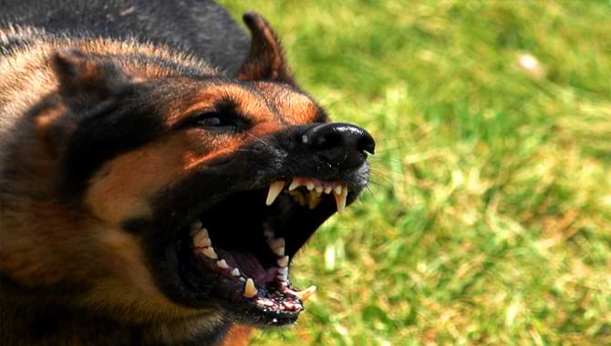 Dangers Of Dog On Dog Aggression