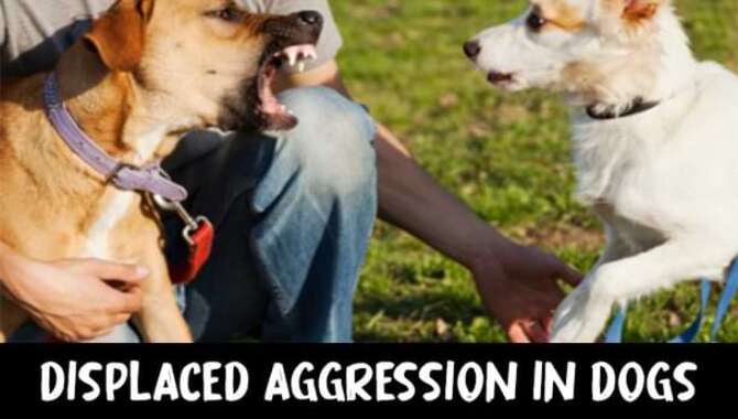 Displaced Aggression In Dogs