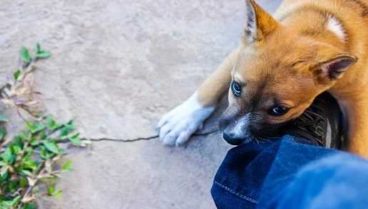 Dog Biting The Foot Of People