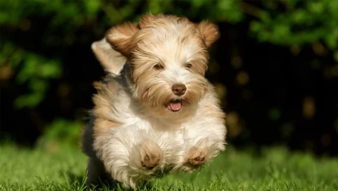 Dog Breeds Are More Attached To A Particular Person