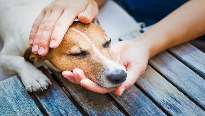 Dog Is Very Clingy All Of A Sudden - 6 Main Reason