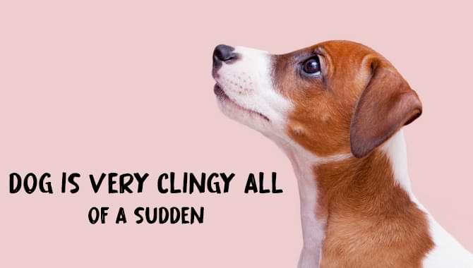 Dog Is Very Clingy All Of A Sudden - 6 Best Reasons