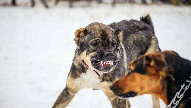 Dog Suddenly Aggressive Towards Other Dog