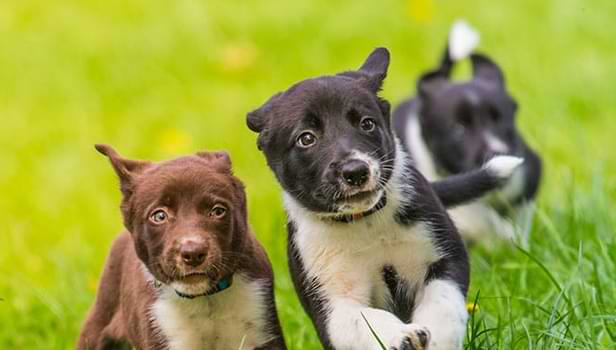 Adding A Third Dog Male Or Female - Pet Adoption Advices