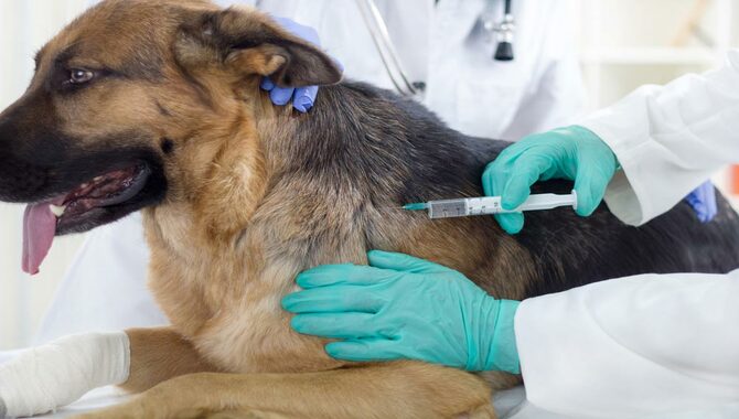 Ensure Immunization For Your Dog