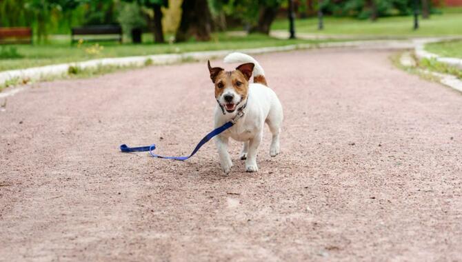 Unleashed Dog Attacks Leashed Dog - 3 Steps To Avoid It