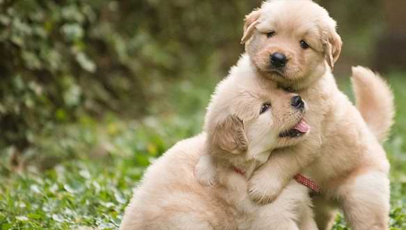 Female Dogs Get Along Live Happily In The Same House