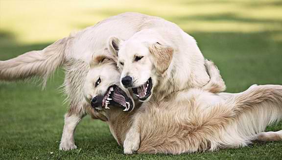 Fight Between The dogs