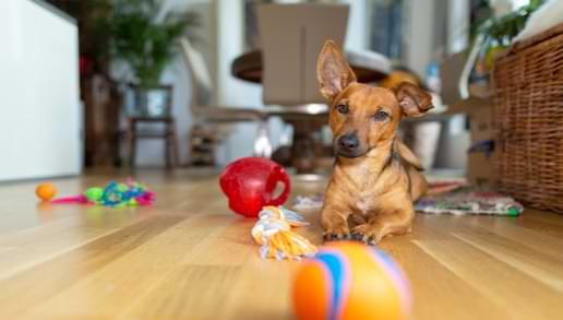 Give Them Toys To Chew