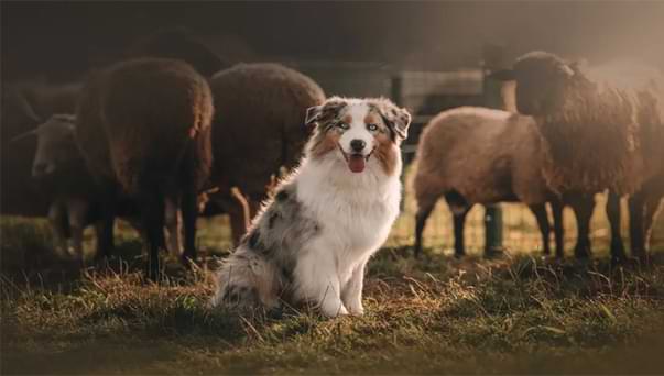 Herding Breeds Enrichment