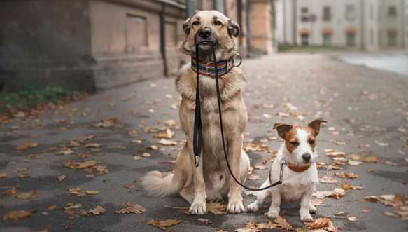 How Do You Know If Your Old Dog Will Accept A New Dog
