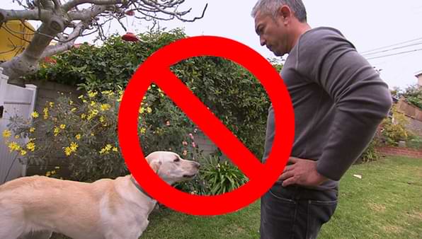 How To Avoid Dog Attacks