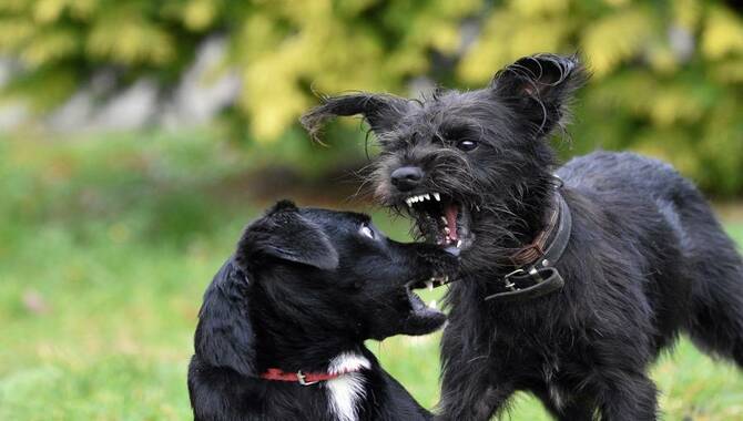 Legal Rights When Another Dog Attacks Your Dog