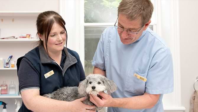 Meet Veterinary Consultant