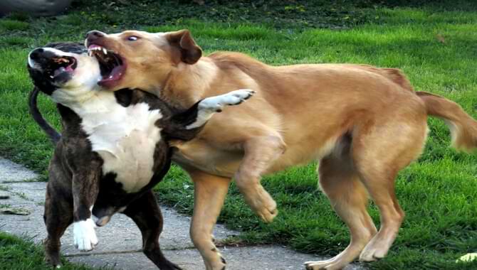 Unleashed Dog Attacks Leashed Dog - 3 Steps To Avoid It