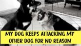 My Dog Keeps Attacking My Other Dog For No Reason – Know The Fact