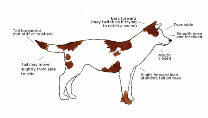 Observe The Dog's Body Language