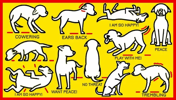 Observe Your Dog's Body Language