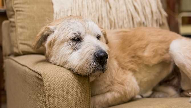 Old Dog Behavior Problems Symptoms Types, And Treatment