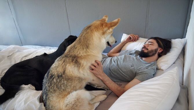 Possible Reason Why Does Dog Stare At Man When Sleep