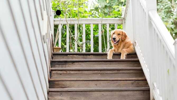 Set A Solid Boundary For Your Dog