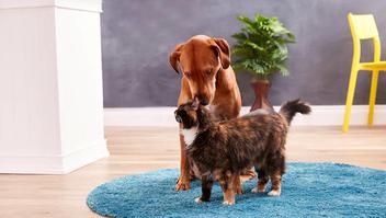 how to keep dogs separated in same house