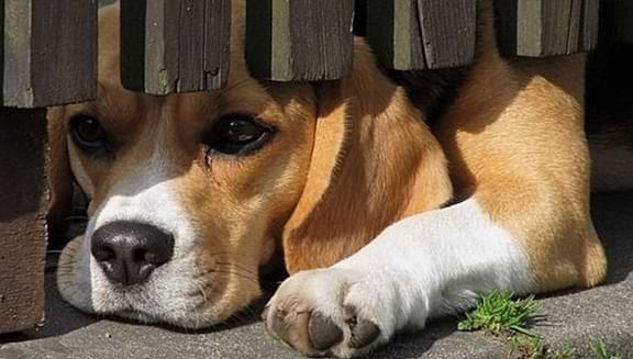 why do dogs sit outside the bathroom door