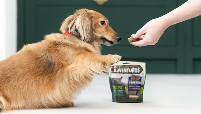 Training Your Dog With Healthy Dog Training Treats