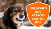 Unleashed Dog Attacks Leashed Dog - 3 Steps To Avoid It