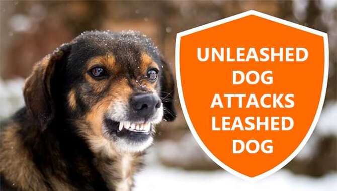 Unleashed Dog Attacks Leashed Dog