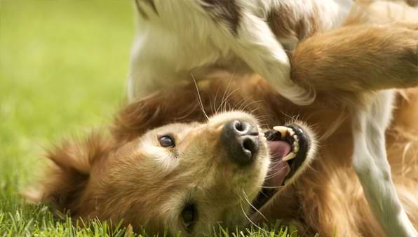 What To Do If A Dog Attacks Your Dog - Fabulous Steps