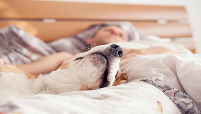 What Famous Researchers Tell About Sleeping With Pet?