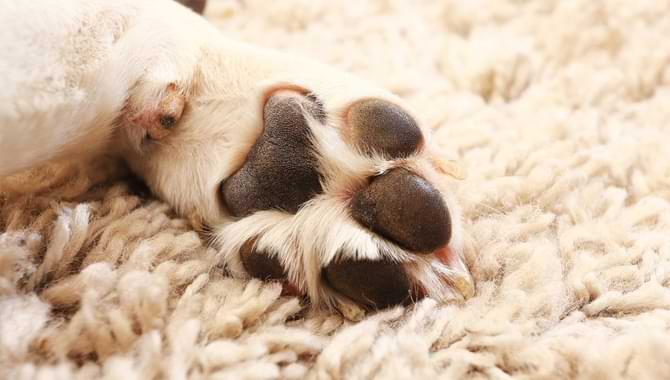 What Should Be Done If The Dog Drags The Paw
