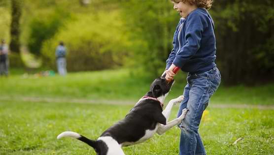What To Do If Your Dog Bites Your Kid
