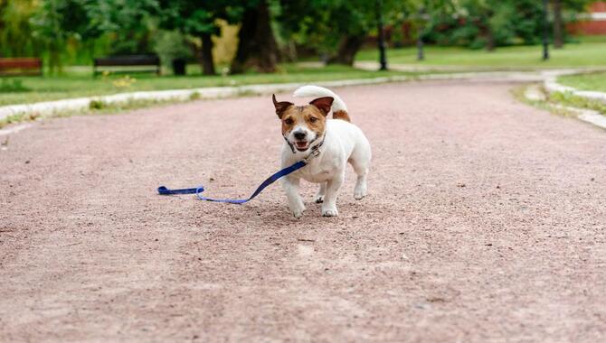 What To Do When An Unleashed Dog Attacks Leashed Dog