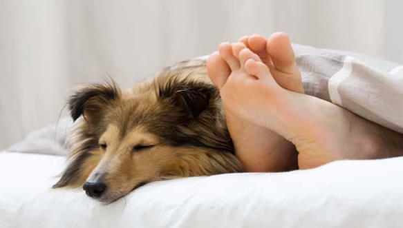 When Should You Prohibit Your Pets To Sleep Touching You