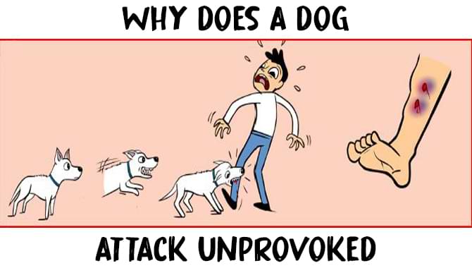 why do dogs attack unprovoked